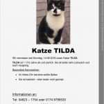 Katze Vermisst Flyer Vorlage Fabelhaft Tierheim Itzehoe Tierschutzverein Itzehoe &amp; Kreis