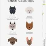 Katze Vermisst Flyer Vorlage Fabelhaft Ziemlich Hund Pfote Vorlage Ideen Entry Level Resume