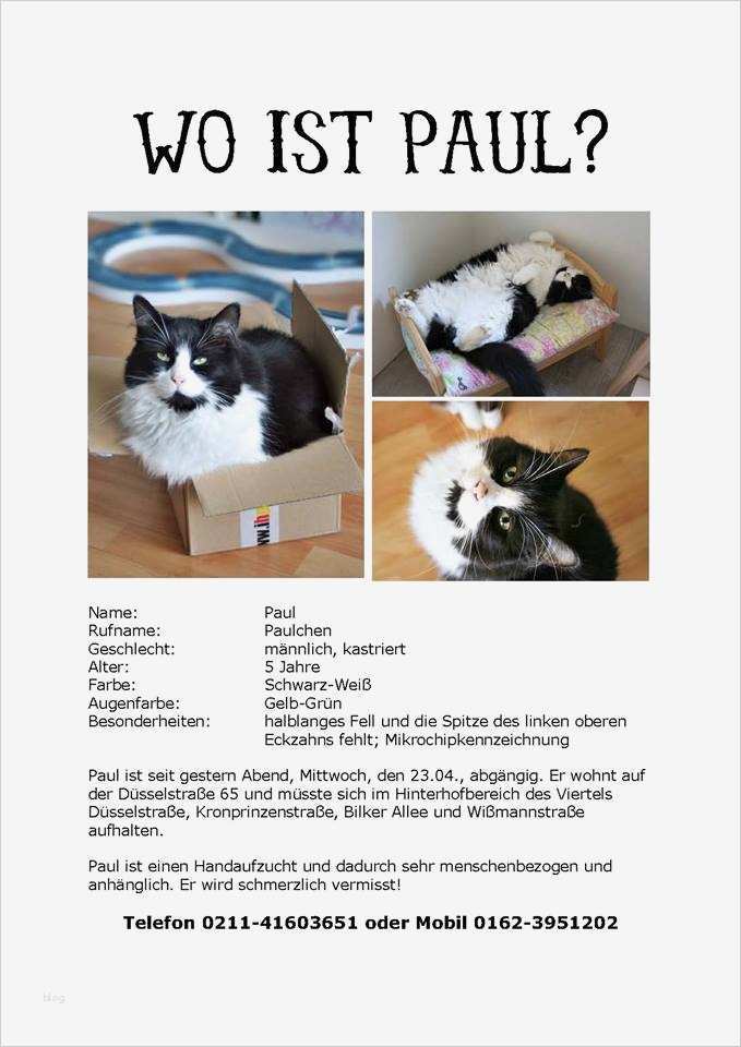 Katze Vermisst Flyer Vorlage Schönste Katzen – Seite 3 – Bilkorama