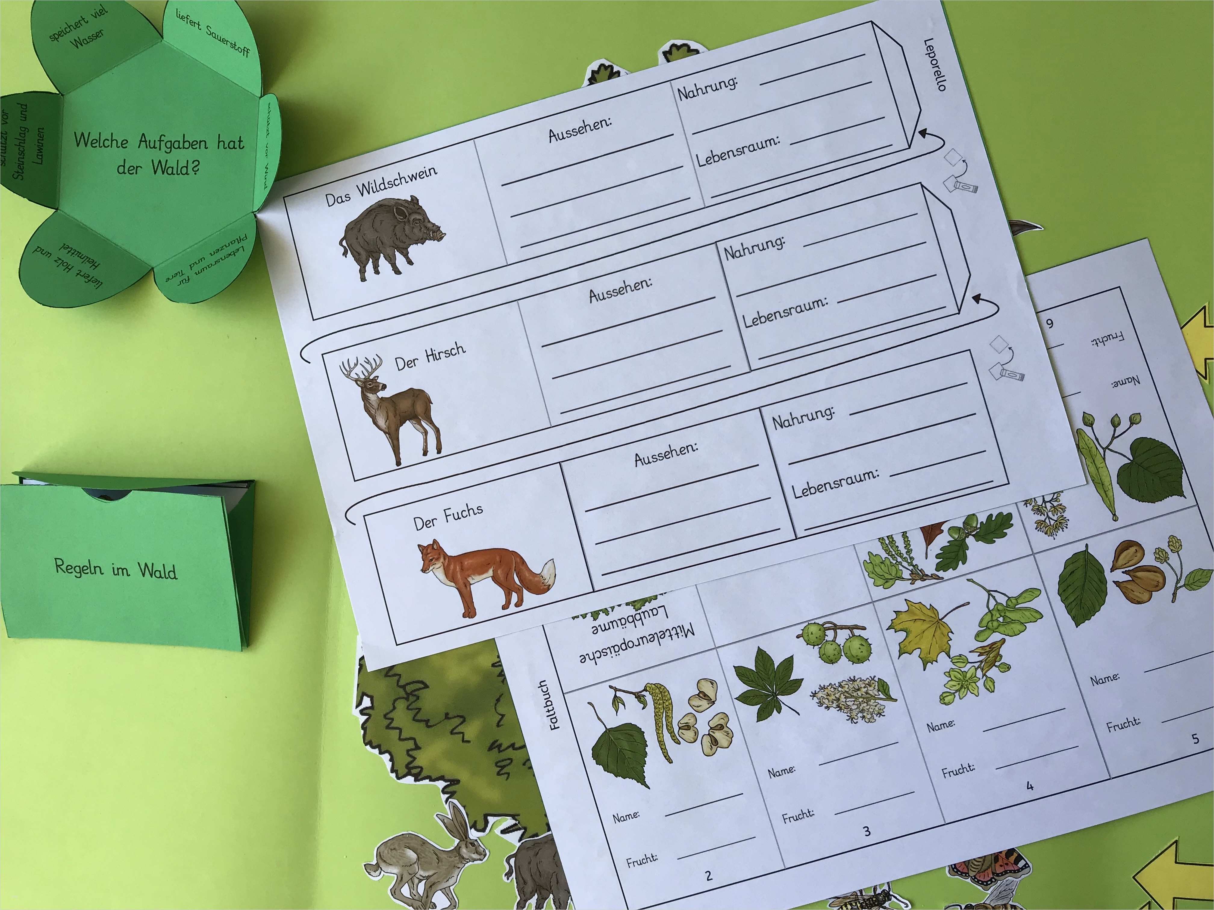 Lapbook Wald Vorlage Angenehm Worksheet Crafter