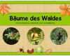 Lapbook Wald Vorlage Hübsch Wissenskartei &quot;bäume Des Waldes&quot;