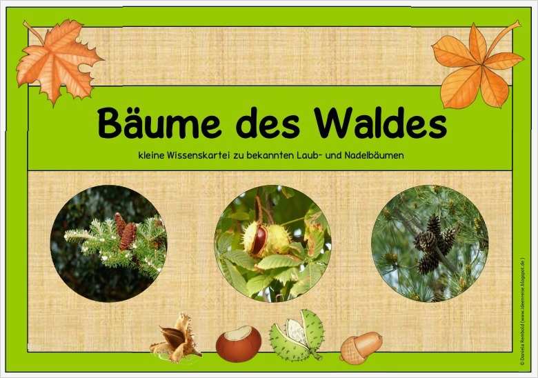 Lapbook Wald Vorlage Hübsch Wissenskartei "bäume Des Waldes"
