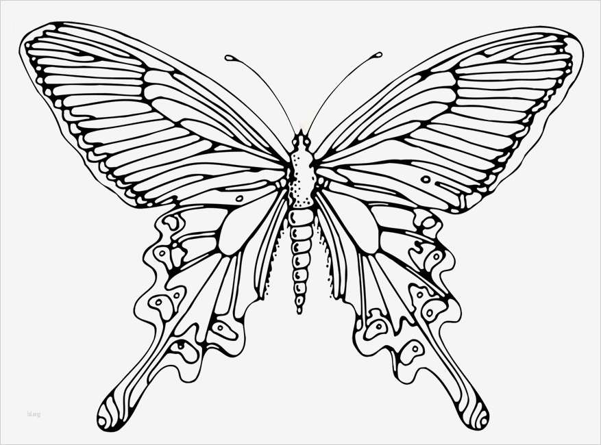 Laptop Basteln Vorlage Wunderbar Schmetterling Basteln Schmetterlinge Aus Filz Papier