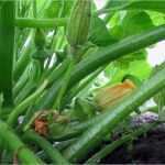 Lebenslauf Vorlage Trackid Sp 006 Wunderbar Recette Patisson Trackid=sp 006 – Un Site Culinaire