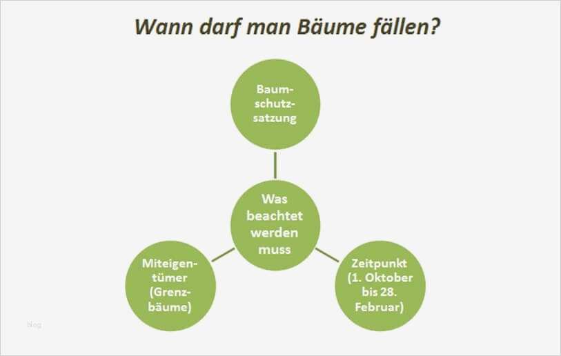 Leitbild Erstellen Vorlage Elegant Baum Fällen & Verkehrssicherungspflicht Alle Infos 2016