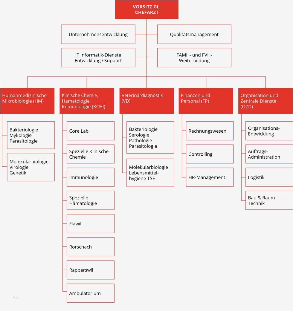 Organigramm Verein Vorlage Gut Fein organigramms Personal Zeitgenössisch Anatomie Von