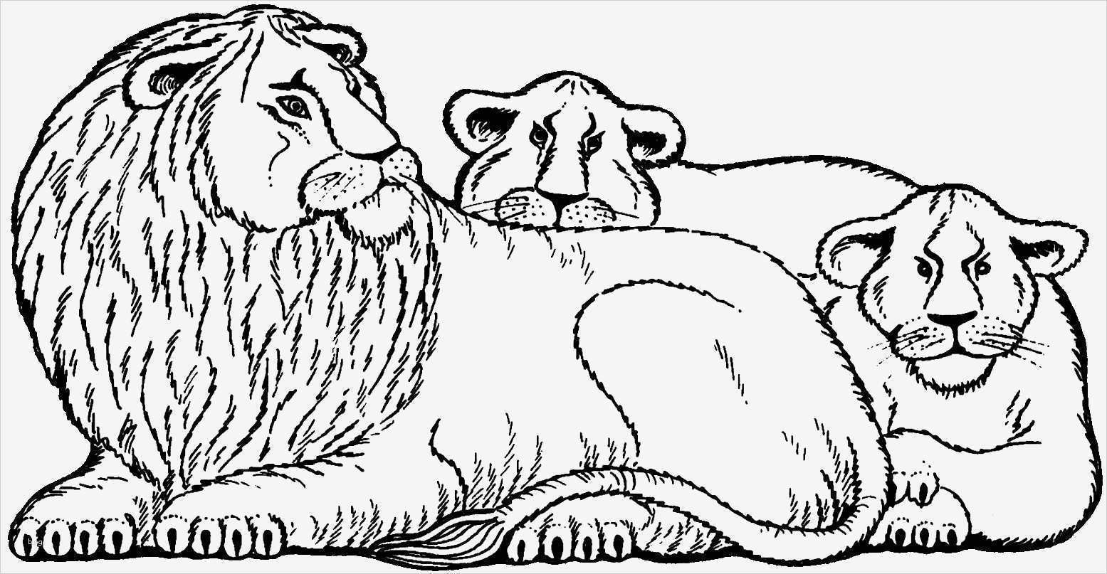 Pages Vorlagen Buch Beste Vorlagen Zum Buch