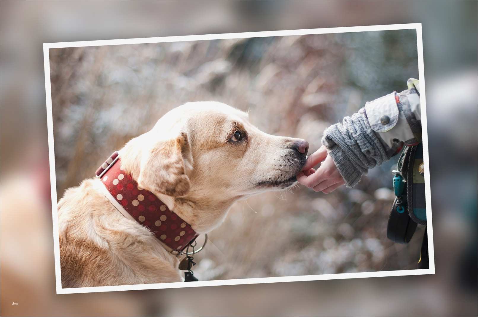 Photoshop Bilderrahmen Vorlagen Einzigartig Shop Aktionen Für Fotoeffekte Texteffekte