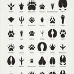 Postkarten Vorlagen Kostenlos Wunderbar Bogen "tierspuren" Zum Bestimmen Und Erkennen Der Spuren