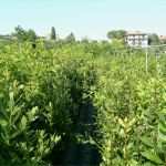 Privatkreditvertrag Vorlage Pdf Bewundernswert Lauro Nobilis