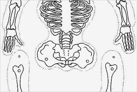 Skelett Hampelmann Vorlage Bewundernswert Ausmalbild Skelett Ausschneiden