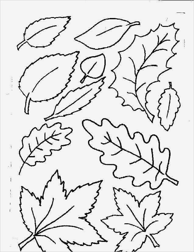 Spirale Vorlage Zum Ausschneiden Elegant Die Besten 25 Malvorlagen Herbst Ideen Auf Pinterest