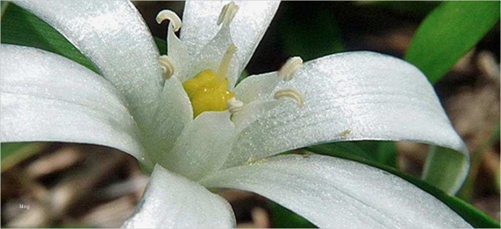 Stern Von Bethlehem Vorlage Genial Foto astrid Scharlau