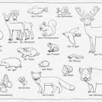 Strafarbeit Verhalten Im Unterricht Vorlage Cool Wald Tiere Pflanzen