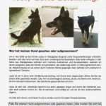 Suchplakat Katze Vorlage Best Of Tierschutzverein Ibbenbüren Und Umgebung E V Vermisst