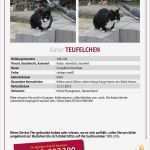 Suchplakat Katze Vorlage Elegant Katzen Vermisst In Eckental Kaufen Und Verkaufen über