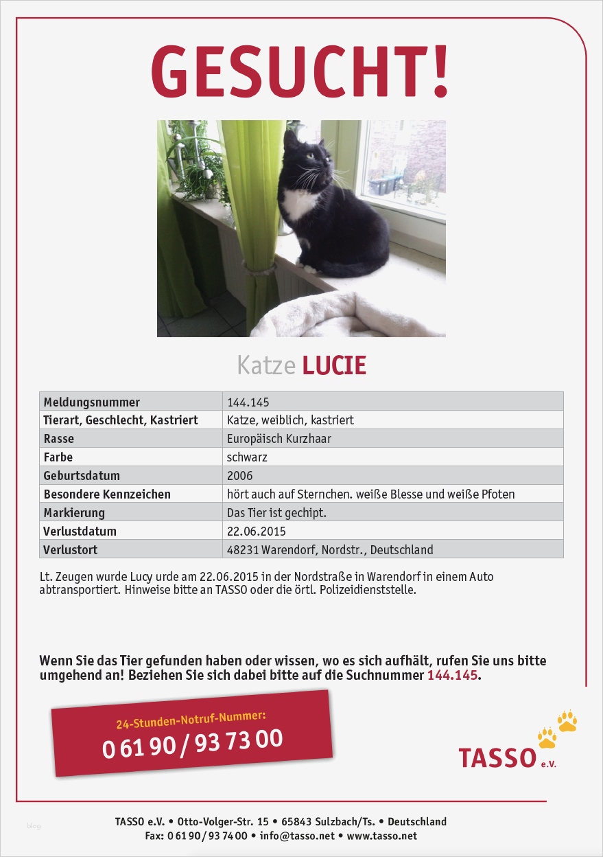 Suchplakat Katze Vorlage Erstaunlich Vermisst