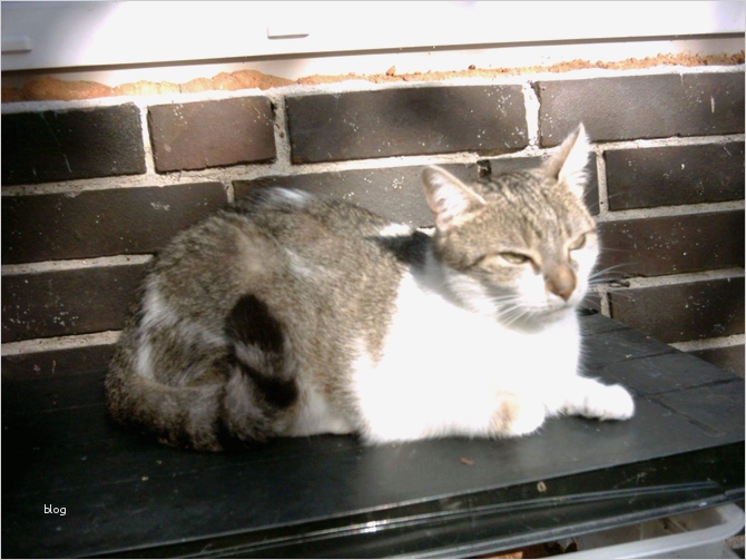 Suchplakat Katze Vorlage Großartig Nett Verlorene Katze Flyer Vorlage Zeitgenössisch Entry