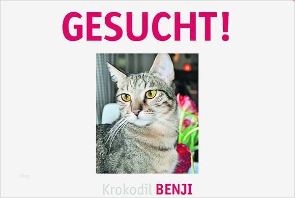 Suchplakat Katze Vorlage Süß Bild 1 Aus Beitrag Katze Zum Krokodil Gemacht