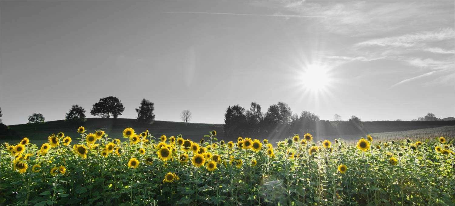 Trauerkarten Vorlagen Kostenlos Hübsch Trauerkarten Ausdrucken Kostenloser Download Für Private