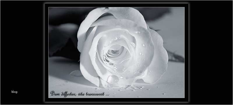 Trauerkarten Vorlagen Kostenlos Inspiration Trauerkarte Rose Für Trauer