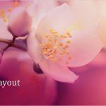 Türanhänger Vorlage Word Süß Naturpräsentation "kirschblüte" Breitbild Fice Templates