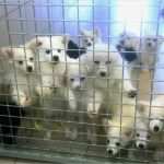 Verbot Private Nutzung Internet Vorlage Beste Privater Tierverkauf Via Internet Künftig Verboten