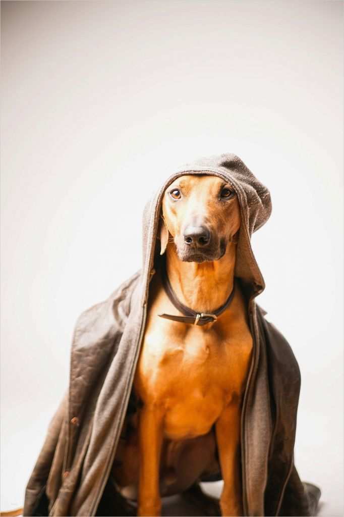 Vertrag Hochzeitsfotograf Vorlage Erstaunlich Passfoto &amp; Passbild Winsen Luhe Biometrisch Oder normal