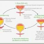 Vorlagen Bei Inkontinenz Für Männer Best Of Blasenschwäche – Ursachen &amp; Hilfe Erfahren