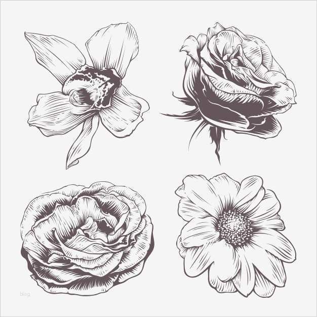 Vorlagen Für Corel Draw Hübsch Vektor Blumen Set