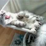 Vorlagen Für Kontaktanzeigen Best Of Finya De Wirklich Kostenlos Erlangen