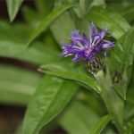 Word Vorlage Dissertation Fabelhaft topic Dokumentvorlage Dissertation Mac Word 2017