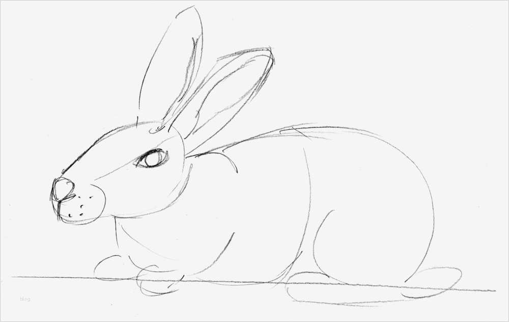 Zeichnen Für Anfänger Vorlagen Schritt Für Schritt Bewundernswert Kaninchen Zeichnen
