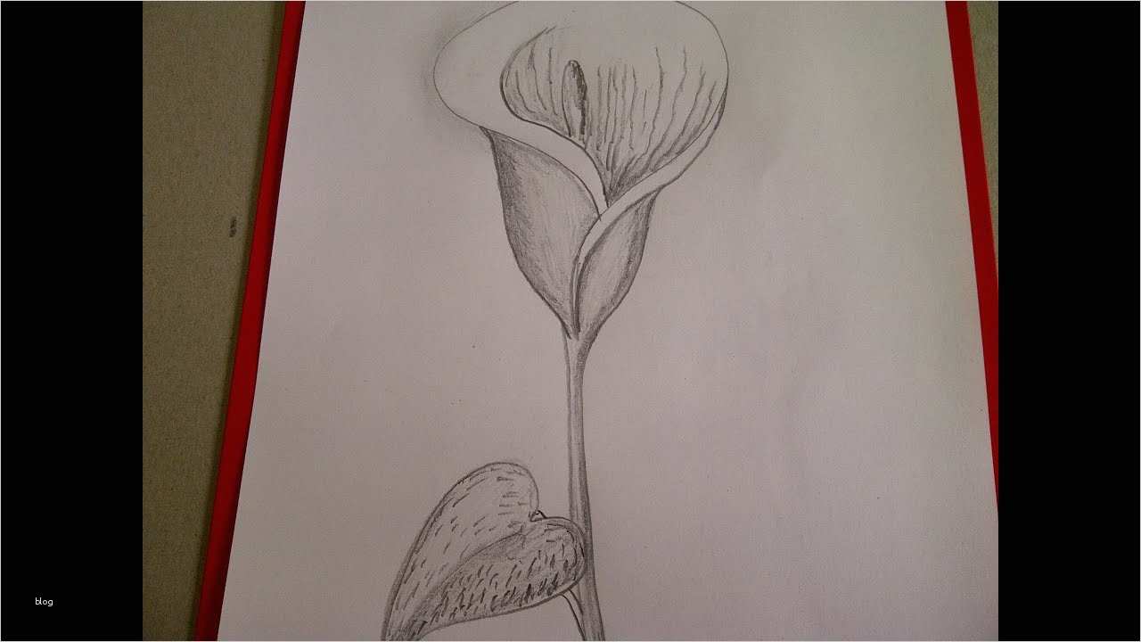 Zeichnen Für Anfänger Vorlagen Schritt Für Schritt Gut Calla Zeichnen Blume Zeichnen Zeichnen Lernen Für