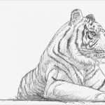 Zeichnen Für Anfänger Vorlagen Schritt Für Schritt Gut Einen Tiger Zeichnen Lernen