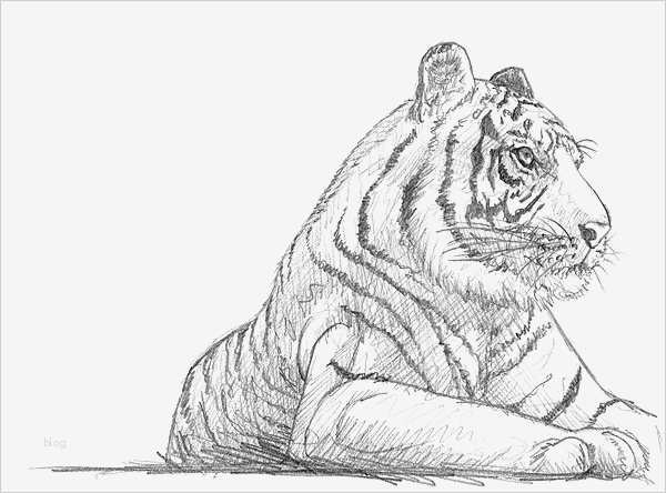 Zeichnen Für Anfänger Vorlagen Schritt Für Schritt Gut Einen Tiger Zeichnen Lernen