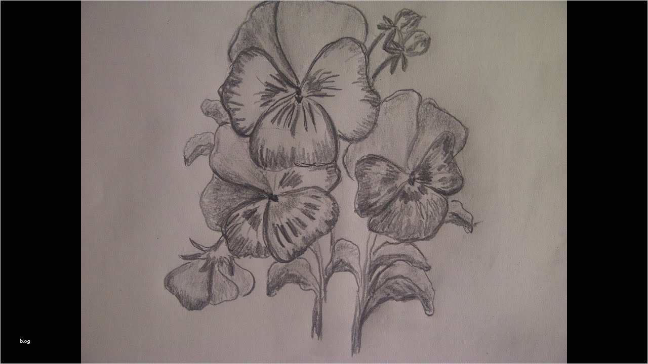 Zeichnen Für Anfänger Vorlagen Schritt Für Schritt Schönste Blume Zeichnen Stiefmütterchen Veilchen Zeichnen