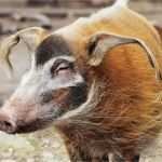 Zoo Gutschein Vorlage Kostenlos Genial Gutscheine Wilhelma